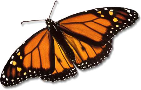 monarch-butterfly_large.jpg
